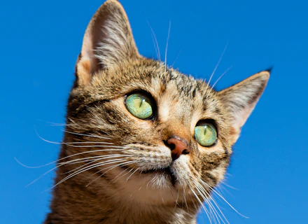 Tabby kitten yawning on a cream blanket