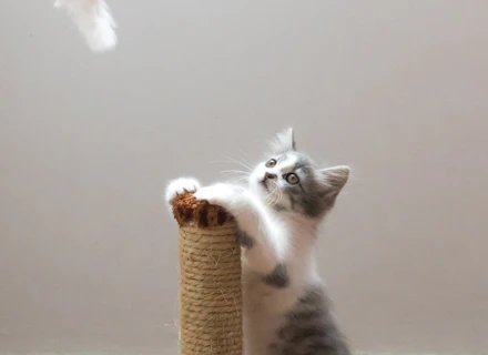 Gray-and-white kitten playing with a scratching post