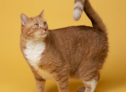 Close-up of a cat paw on soft surface
