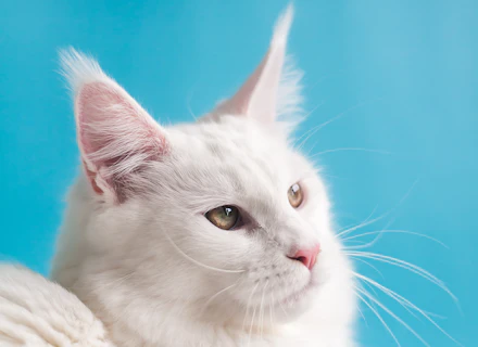 Fluffy Persian cat sitting regally