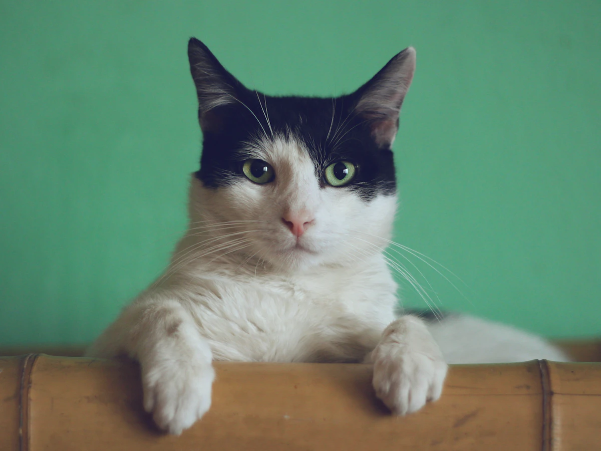 A black-and-white cat with green eyes resting on a wooden ledge against a green background